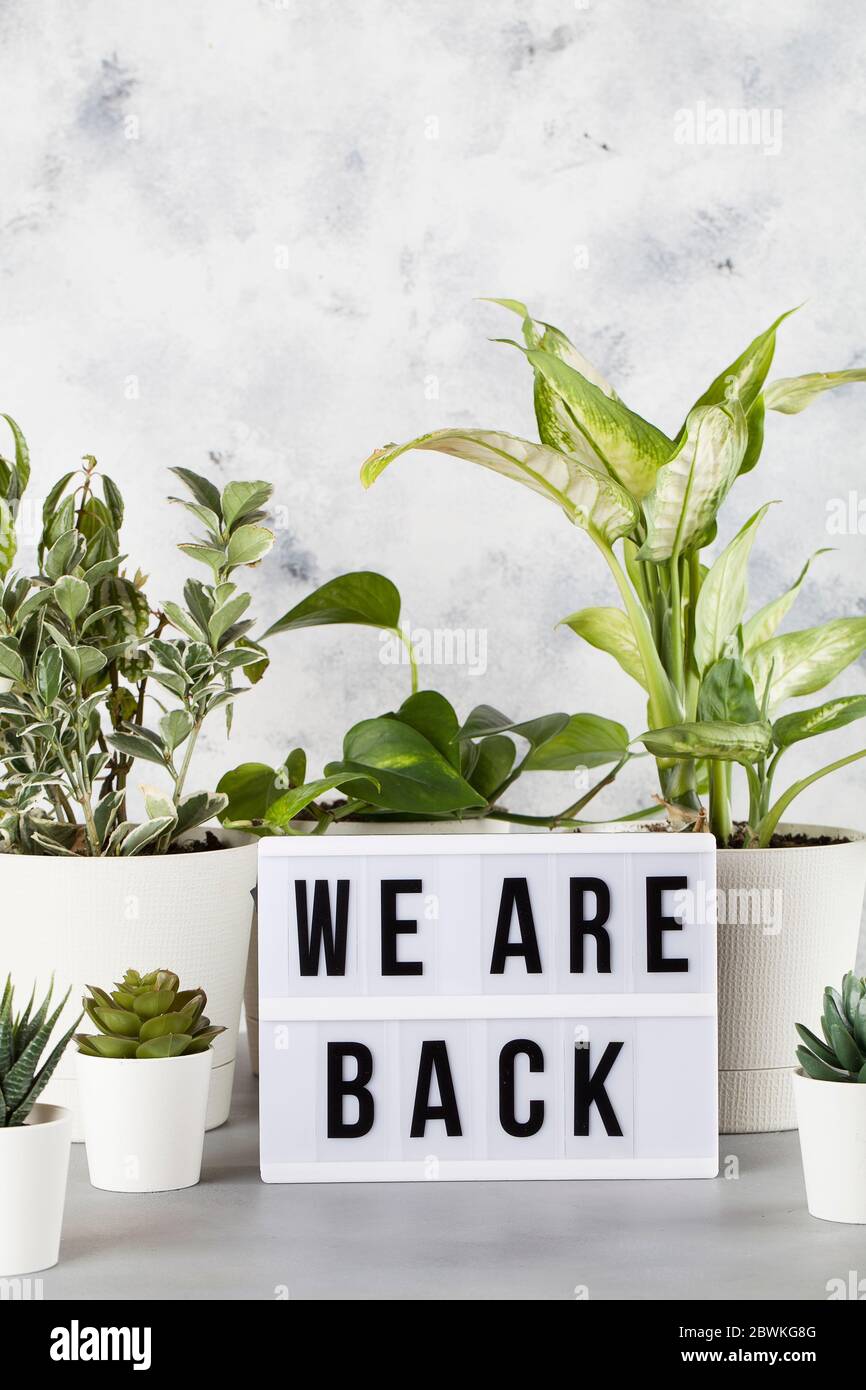 Leuchtkasten mit Text SIND WIR WIEDER unter den Pflanzen in Töpfen , Wiedereröffnung nach covid-19 Shutdown-Konzept Stockfoto