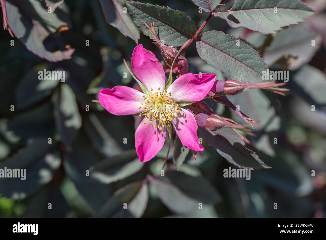Nahaufnahme einer rosa Blume mit fünf Blütenblättern (Rosa Glauca; auch Rotblättrige Rose oder rotblättrige Rose) Stockfoto