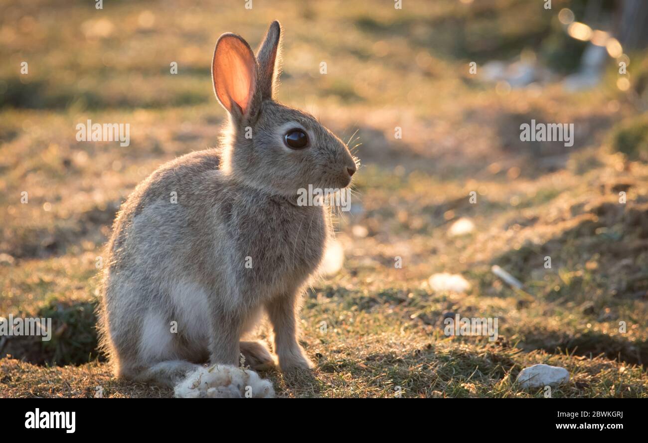 Wildkaninchen genießen einen Sommerabend auf den Sussex South Downs, Großbritannien. Stockfoto