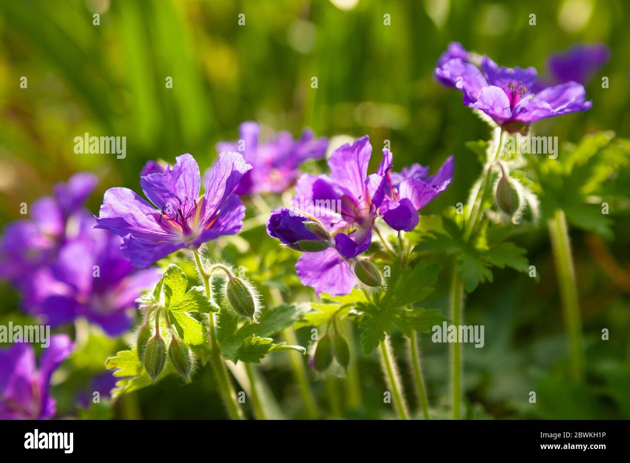 Lila Geranienblume in einem schottischen Garten Mai 2020 Stockfoto