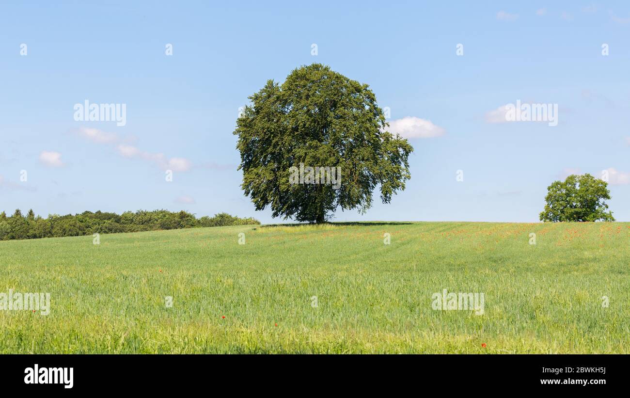 Einsamer Baum auf einer Weide. Bayerische Landschaft. Stockfoto