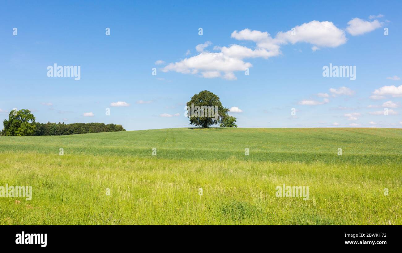 Idyllische oberbayerische Landschaft mit einsamen Bäumen Stockfoto