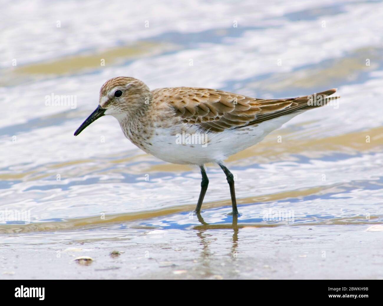 Weißrumpenstrandläufer (Calidris fuscicollis), überwinternder Erwachsener, Argentinien, Laguna Mar Chiquita Stockfoto