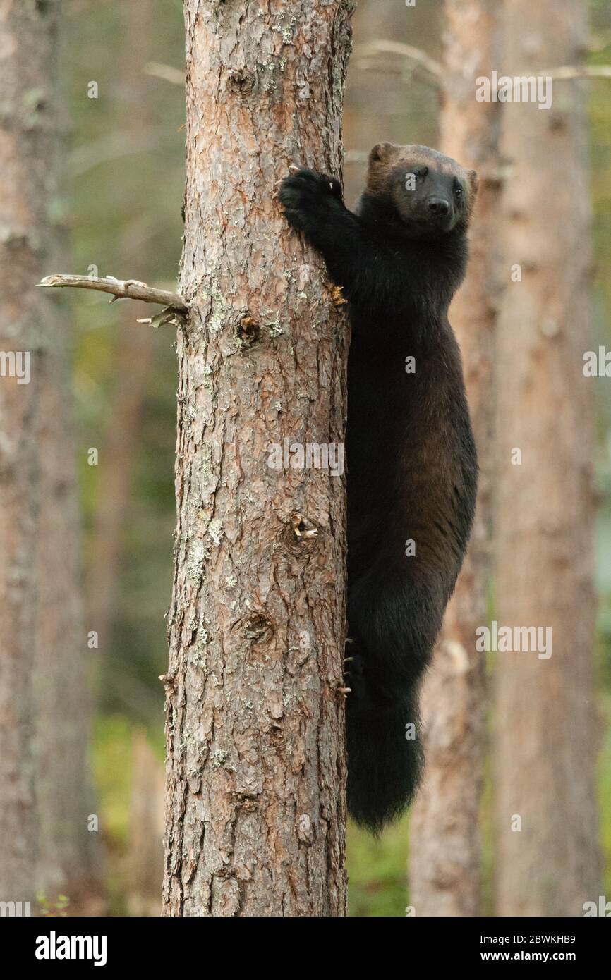 wolverine (Gulo gulo), Klettern auf Kiefern, Finnland Stockfoto