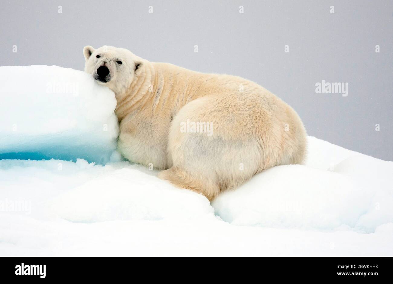 Snow Humor Stockfotos und -bilder Kaufen - Alamy