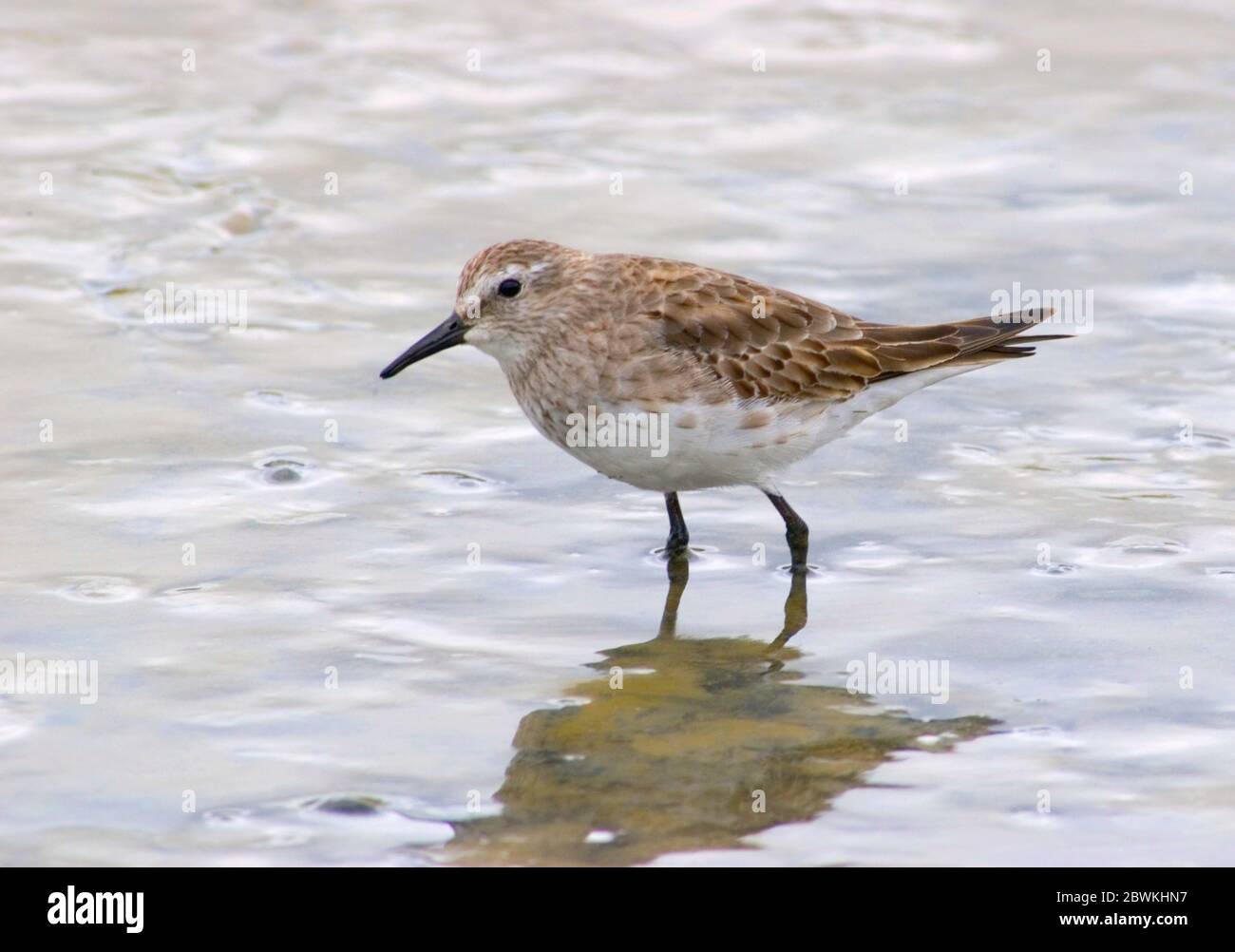 Weißrumpenstrandläufer (Calidris fuscicollis), überwinternder Erwachsener, Argentinien, Laguna Mar Chiquita Stockfoto