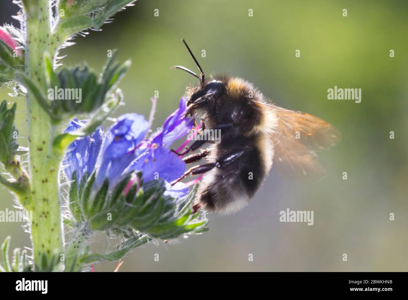 Kleine Gartenhummel (Bombus hortorum, Megabombus hortorum), Blütenbesuch bei bugloss, Deutschland Stockfoto