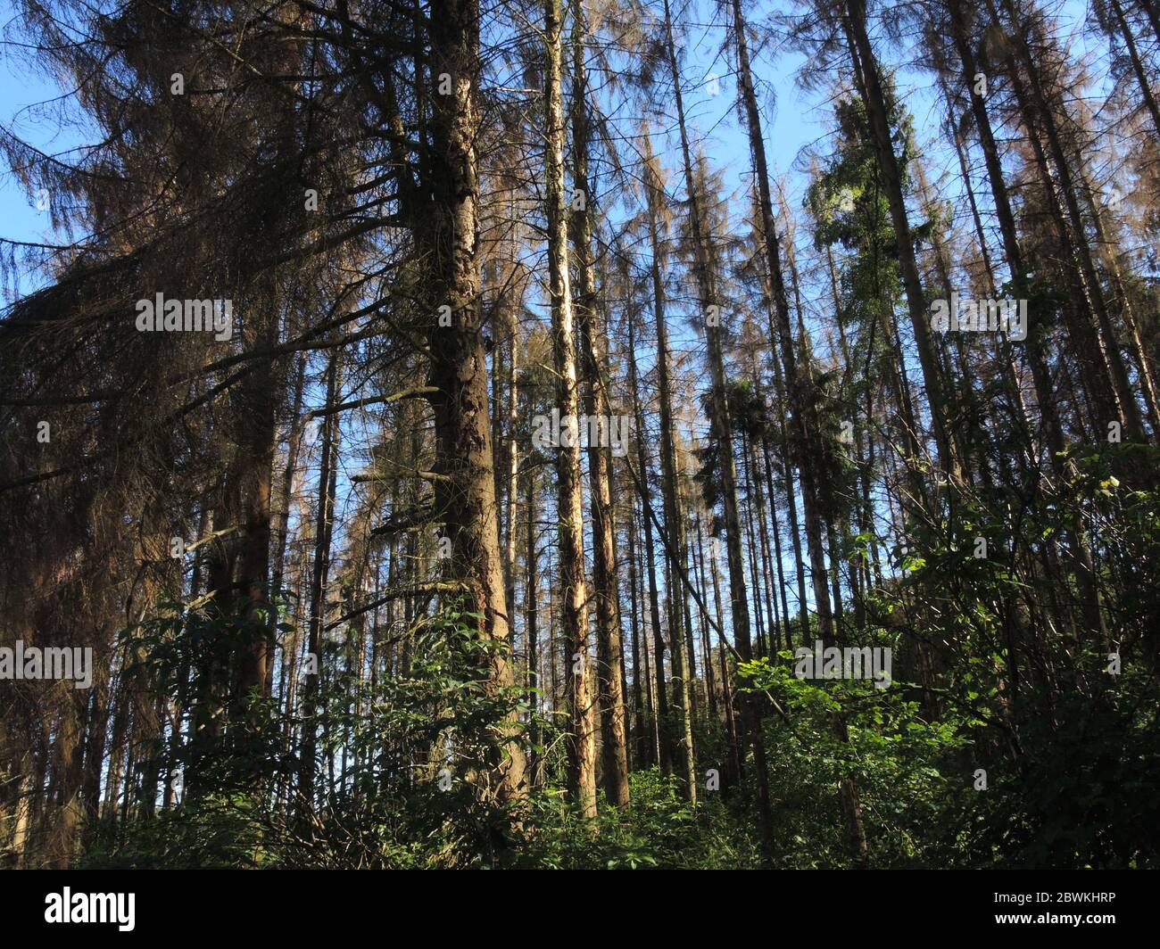 Norwegen Fichte (Picea abies), toter Fichtenwald durch Trockenheit und Rindenkäfer, Deutschland, Nordrhein-Westfalen, Bergisches Land Stockfoto