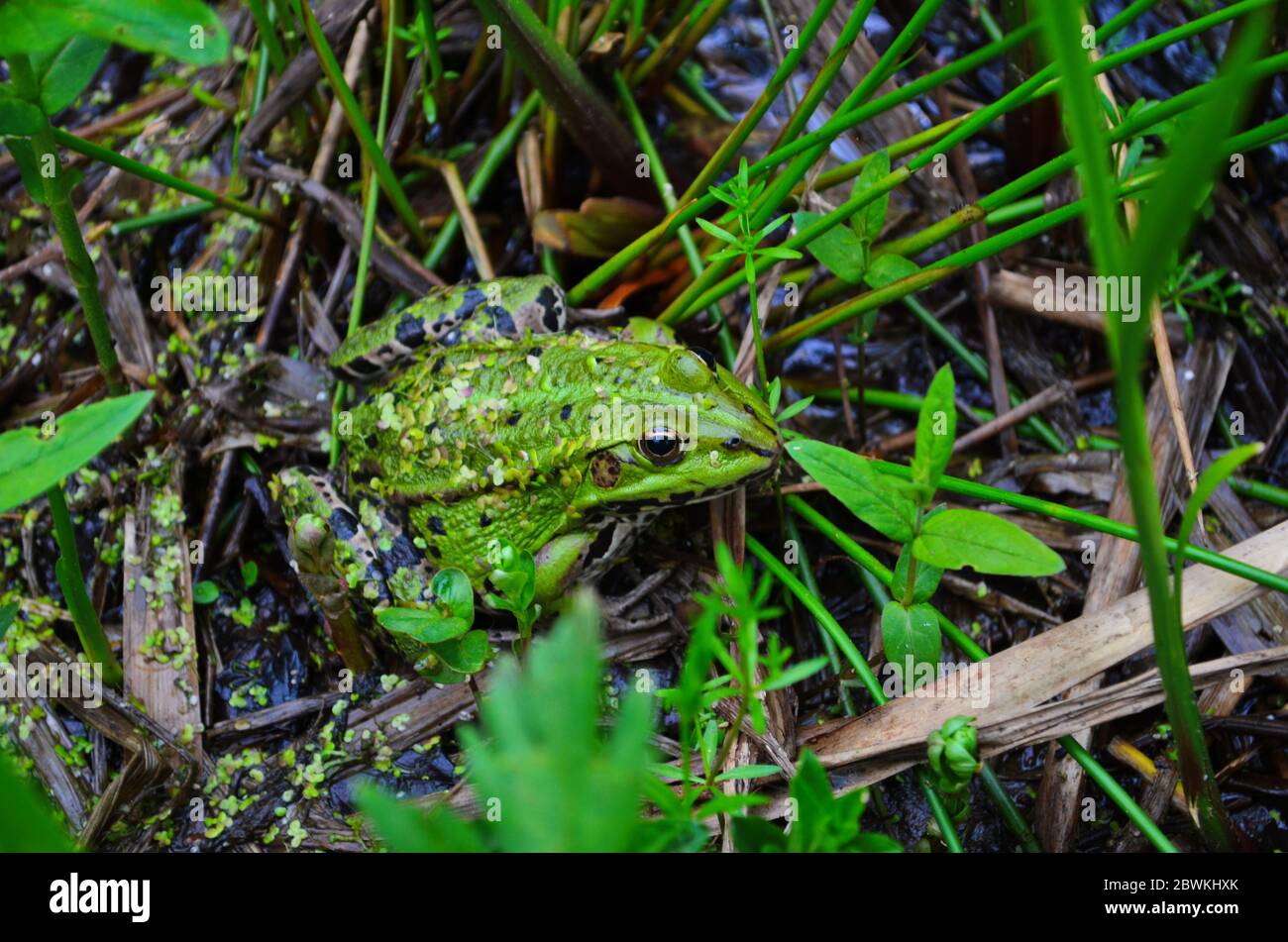 Grüner Frosch (Rana Clamitans Melanota), Inniswood Metro Garten,  Westerville, Ohio Stockfotografie - Alamy