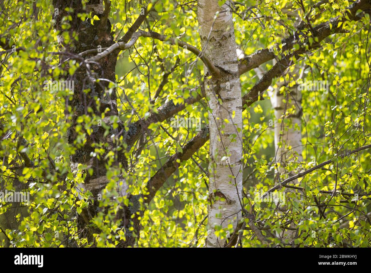 Birke, Silberbirke, Europäische Weißbirke, Weiße Birke (Betula pendula, Betula alba), Birkenwald im Frühjahr, Detail, Deutschland Stockfoto