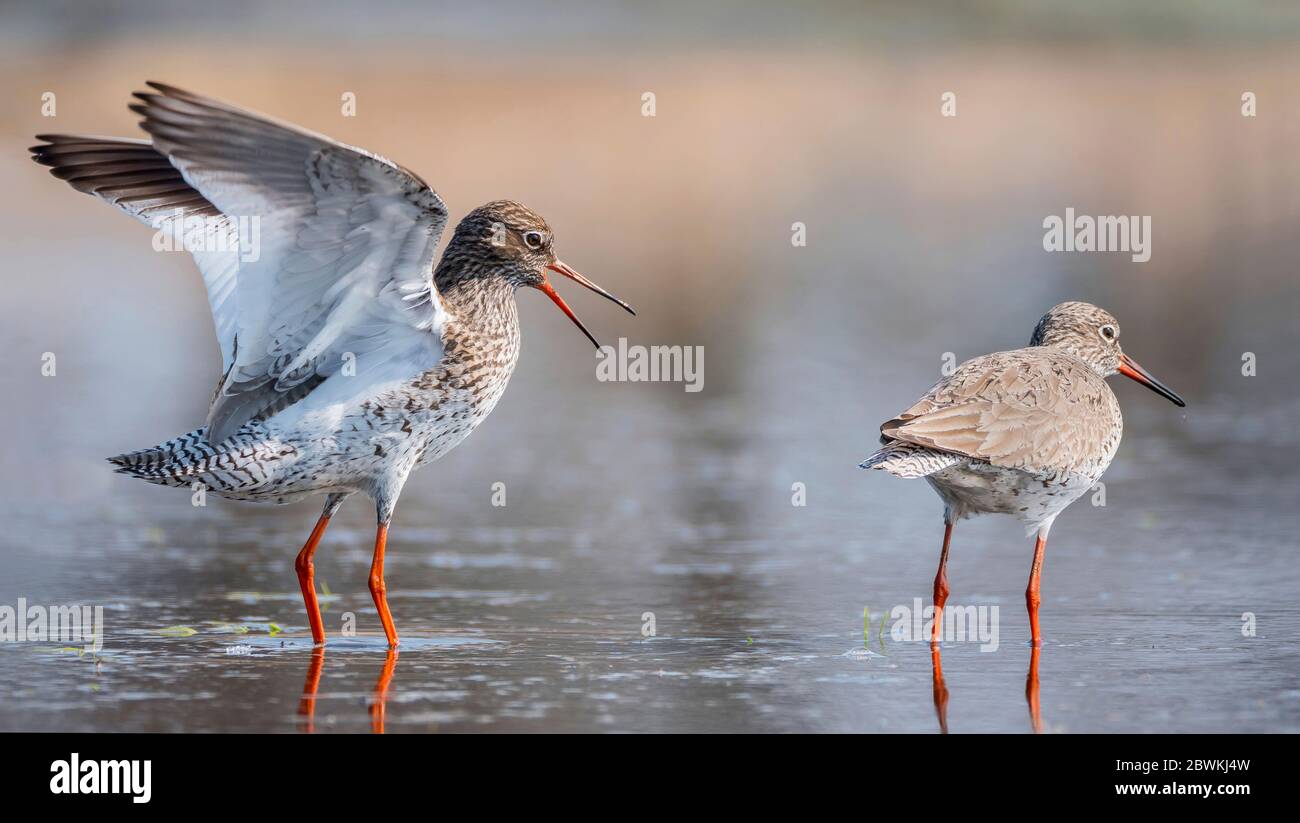 Rotschenkel (Tringa totanus), im flachen Wasser stehend, Männchen (links) mit den Flügeln über seinem Körper gehalten, sich mit einem wartenden Weibchen paaren., Niederlande, Nordniederland, Balgzand, Den Helder Stockfoto