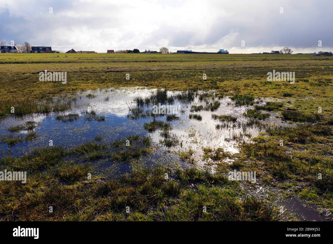Feuchtwiese, Lebensraum für Wiesenzuchtvögel wie mehrere Watvögel, Niederlande, Nordniederland, Zwaanshoek Stockfoto