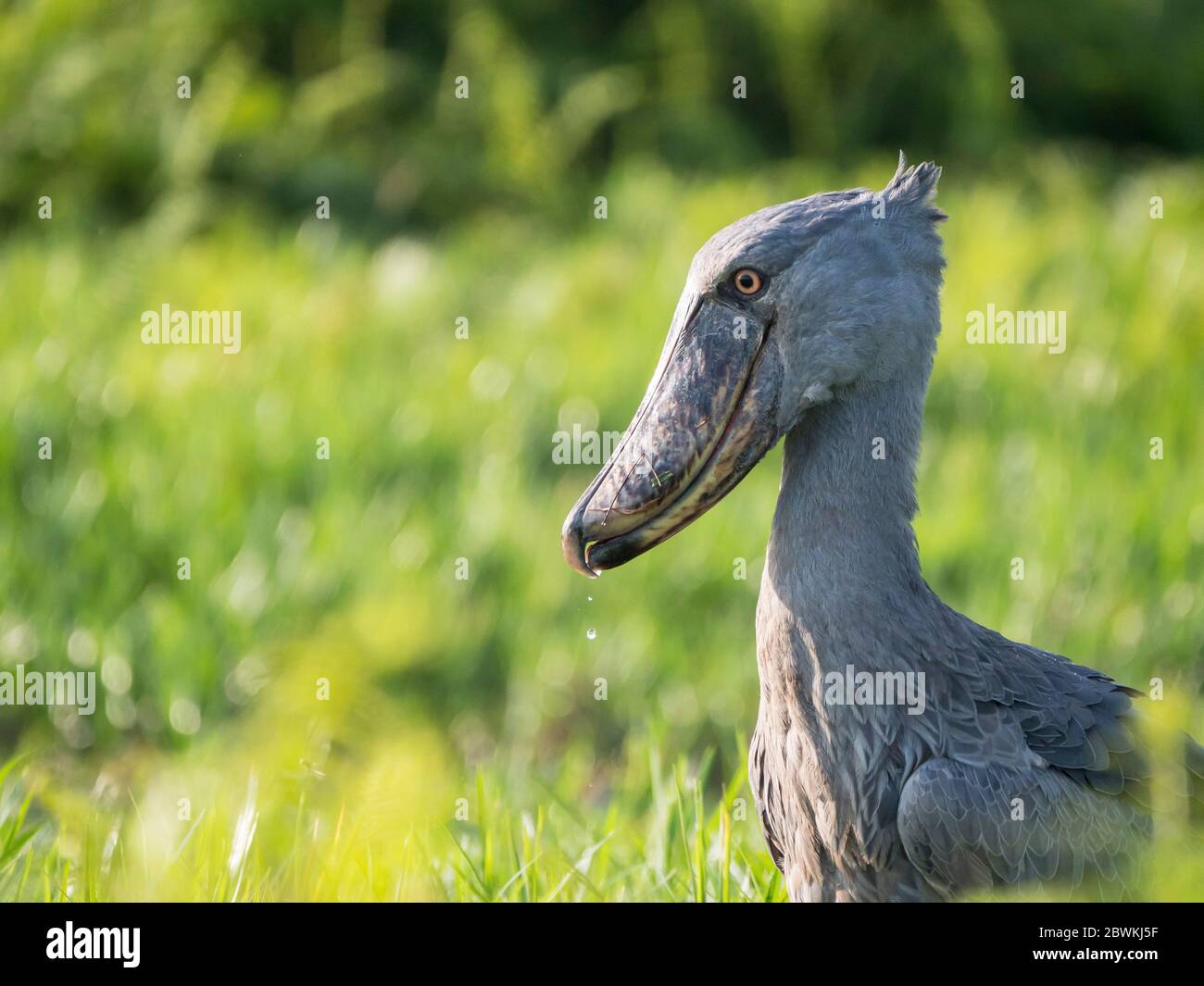 Walkopfstorch, Schoebill (Balaeniceps rex), erwachsener Schoebill im Marschland, Wassertropfen seines großen ungeraden Schnabeles, Uganda, Karafunka Stockfoto