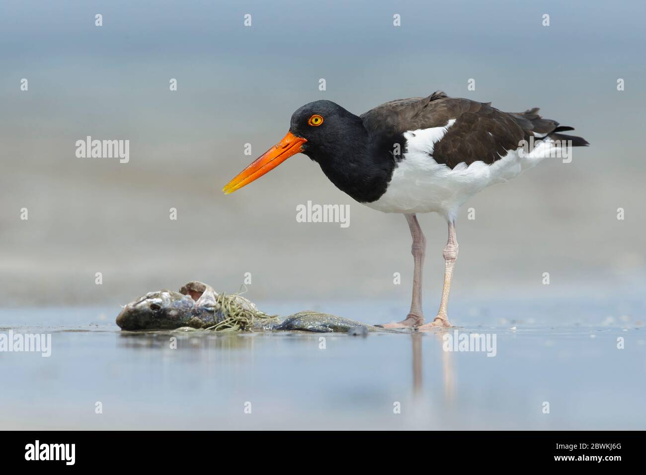 Amerikanische Austernfischer (Haematopus palliatus), Erwachsener, der auf einem toten Fisch auf einem Sandstrand in Galveston County, USA, Texas, nachgeht Stockfoto