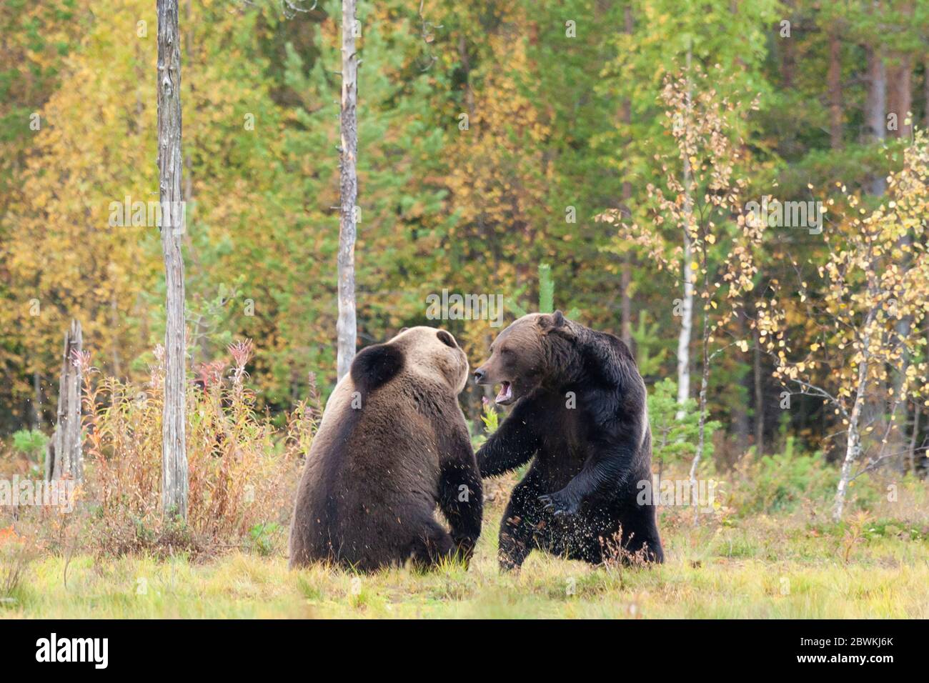 Europäischer Braunbär (Ursus arctos arctos), zwei Bären, die im Taiga-Wald kämpfen, Finnland Stockfoto