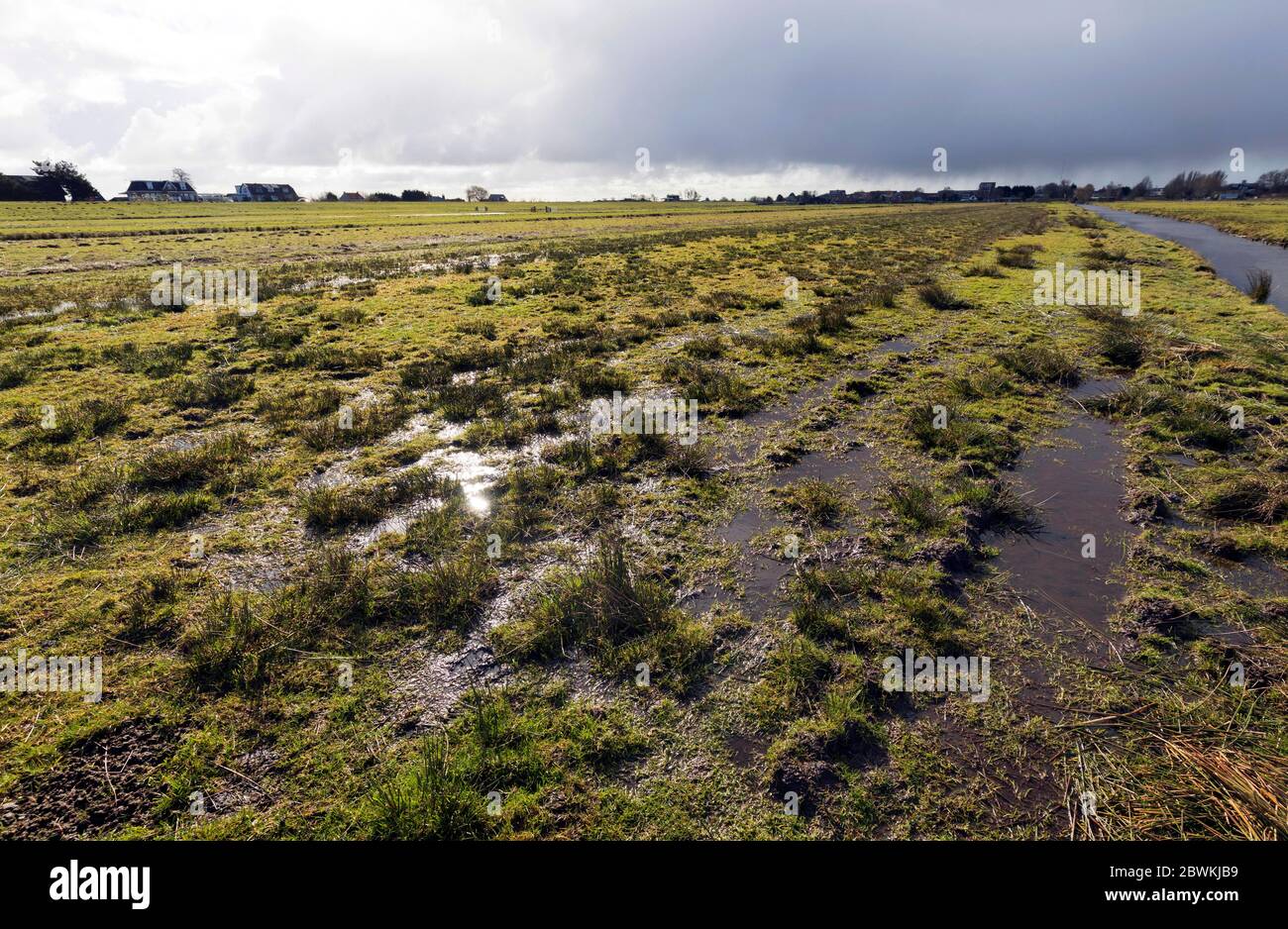 Feuchtwiese, Lebensraum für Wiesenzuchtvögel wie mehrere Watvögel, Niederlande, Nordniederland, Zwaanshoek Stockfoto