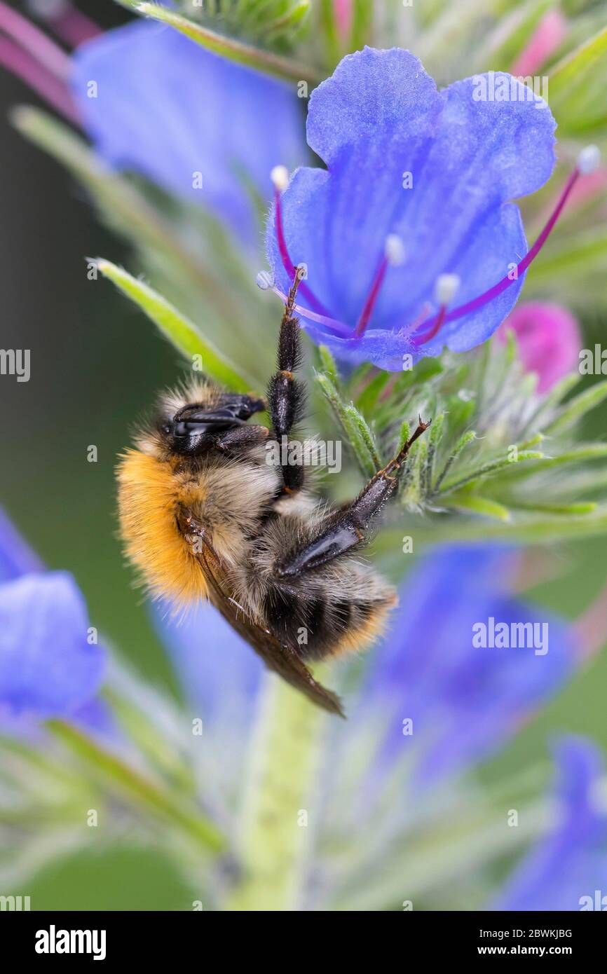Kardierbiene, Gemeine Kardierbiene (Bombus pascuorum, Bombus agrorum, Megabombus pascuorum), weiblich, Blütenattentanz bei bugloss, Deutschland Stockfoto