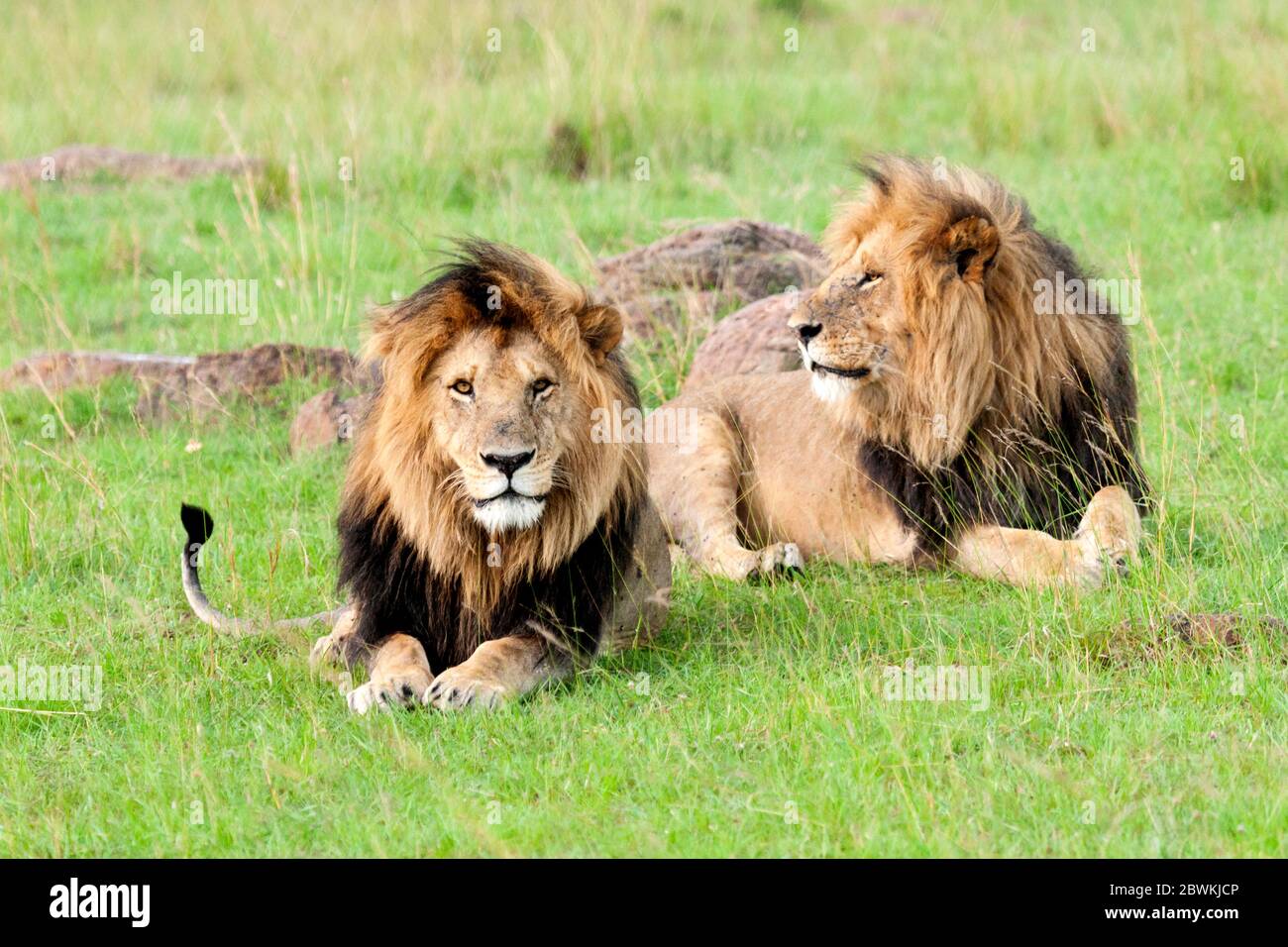 lion (Panthera leo), zwei Männchen liegen im Gras, Kenia, Masai Mara Nationalpark Stockfoto