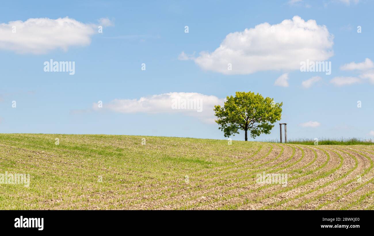 Bayerische Landschaft mit einsamen Bäumen, einem Feld und blauem Himmel mit weißen Wolken Stockfoto
