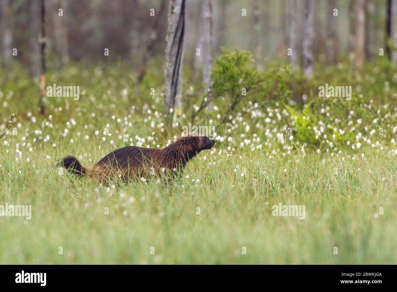wolverine (Gulo gulo), zwischen Baumwollgräsern, Finnland, Karelien Stockfoto