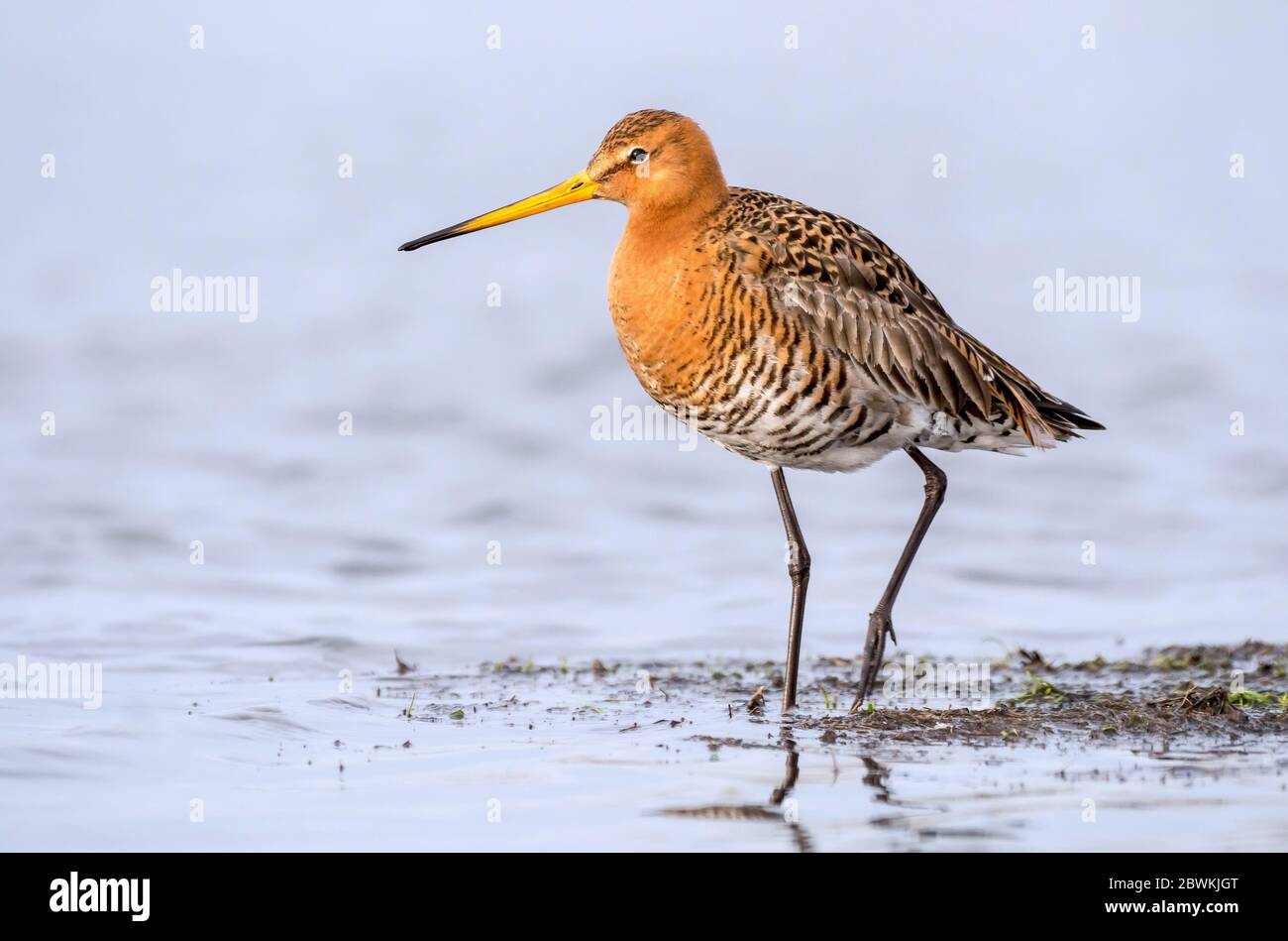 Schwarzschwanz-Pate (Limosa limosa), am Ufer einer feuchten Wiese stehend, Niederlande, Nordniederland, Zolderland, Katwoude Stockfoto