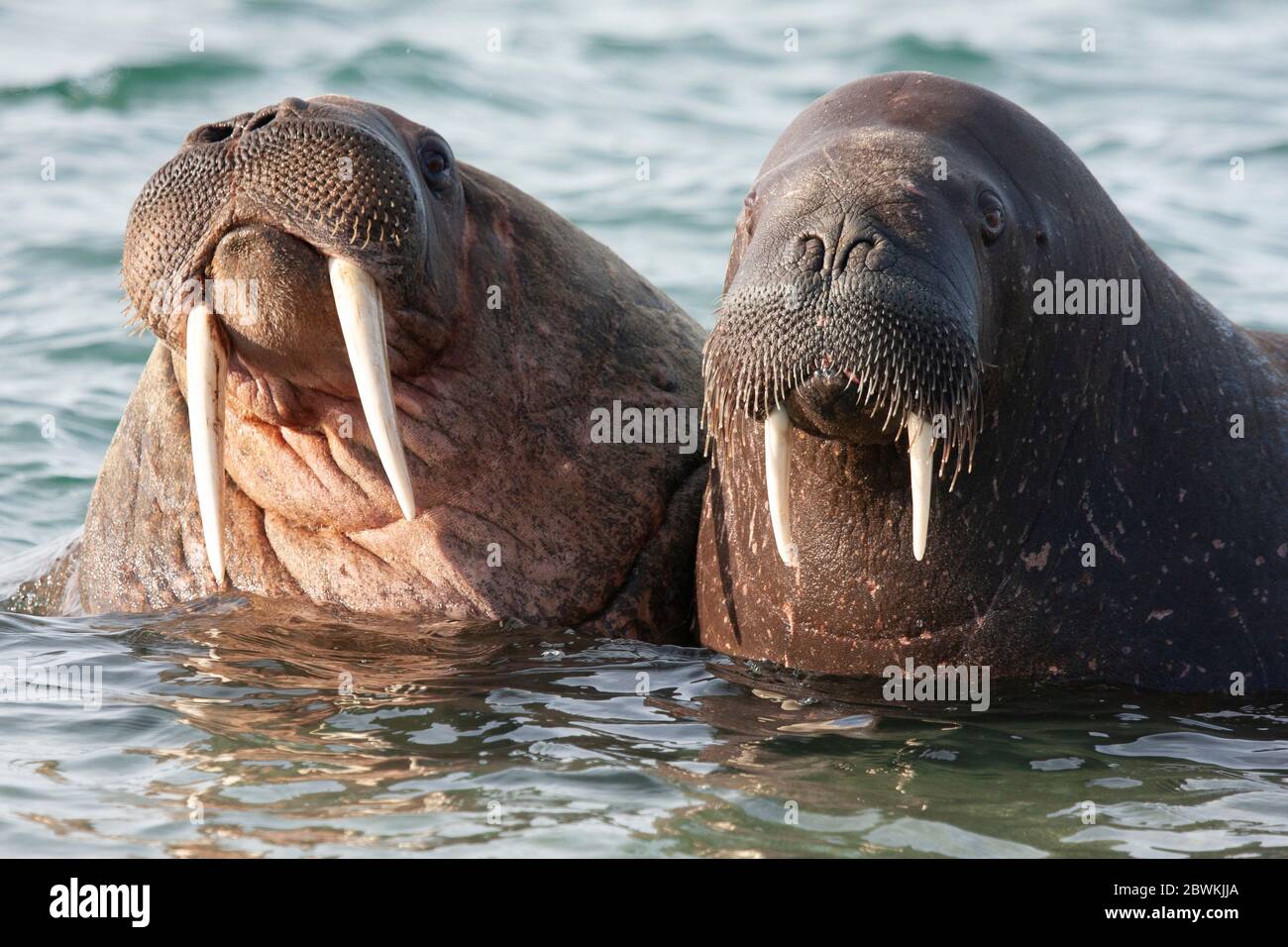 Walross (Odobenus rosmarus), Porträt, zwei Walrosse im Wasser, Norwegen, Spitzbergen Stockfoto