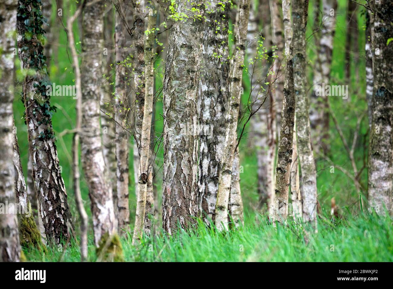 Birke, Silberbirke, Europäische Weißbirke, Weiße Birke (Betula pendula, Betula alba), Birkenwald, Deutschland, Schleswig-Holstein Stockfoto