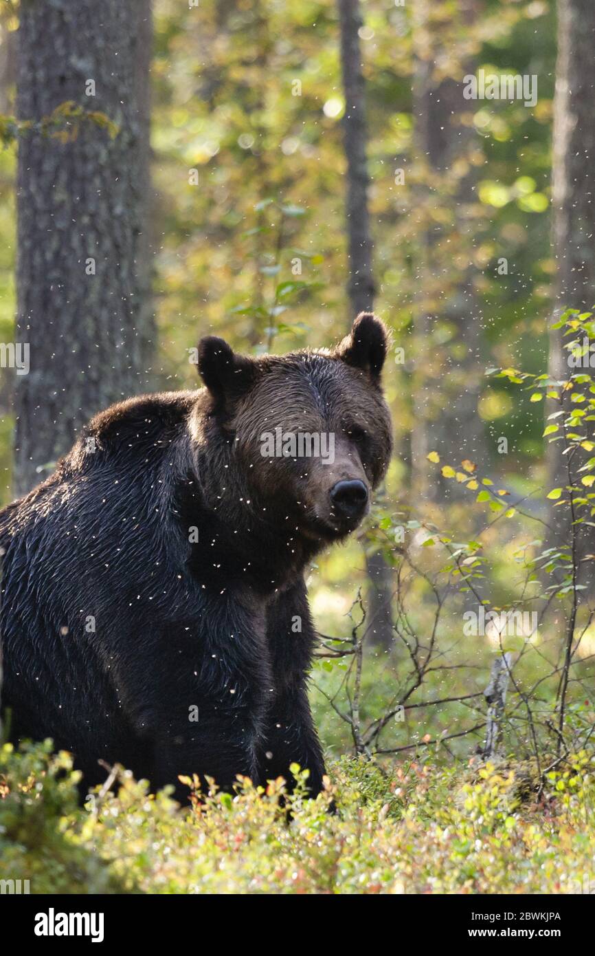 Europäischer Braunbär (Ursus arctos arctos), der in einem Schwarm von Mücken im Taiga-Wald in Finnland sitzt Stockfoto