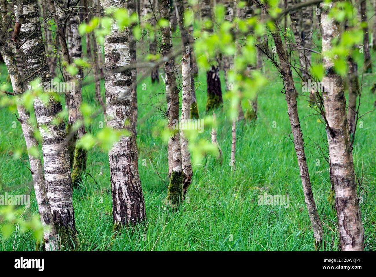 Birke, Silberbirke, Europäische Weißbirke, Weiße Birke (Betula pendula, Betula alba), Birkenwald, Deutschland, Schleswig-Holstein Stockfoto