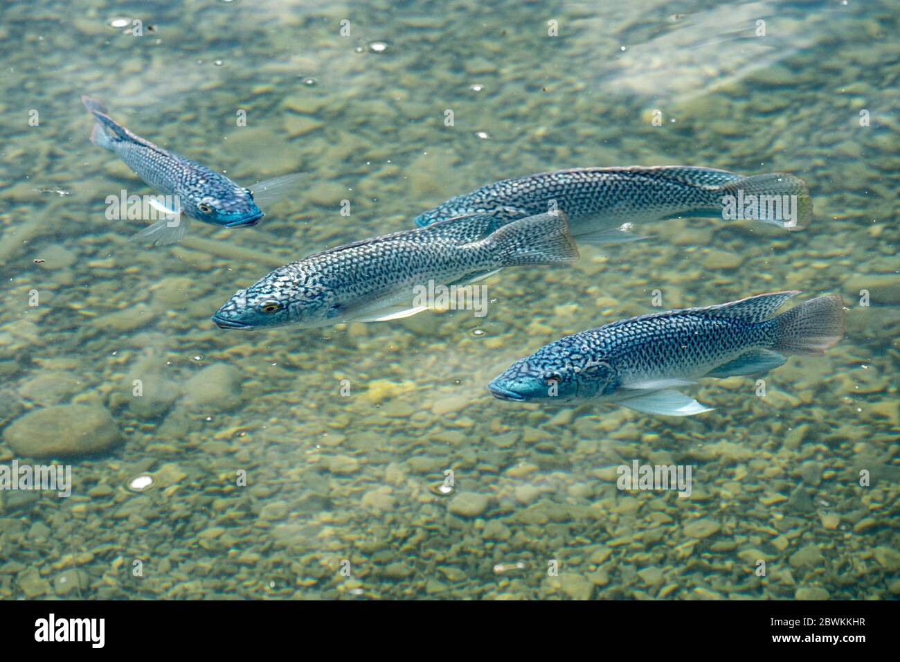 Tilapia (Oreochromis aureus) Jordan Peterskische Fische Stockfoto