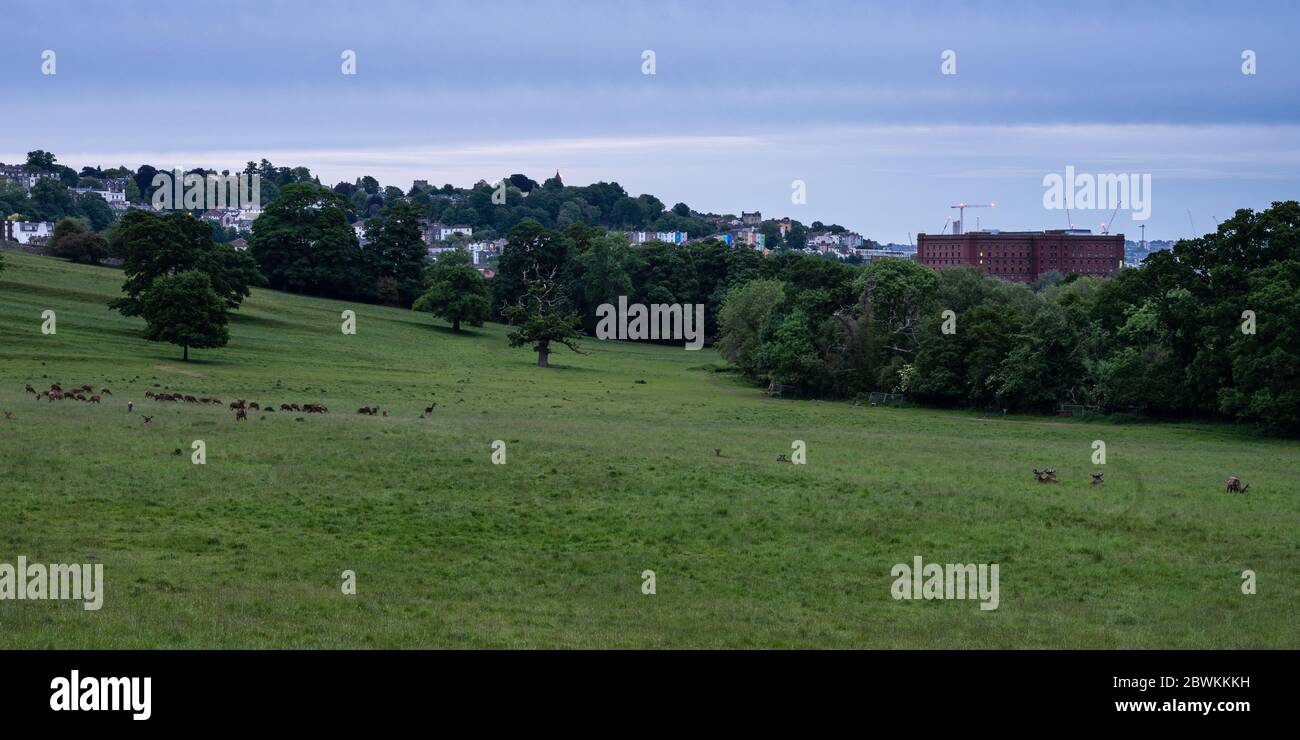 Auf dem Ashton Court Estate grasen Hirsche auf einer Parklandschaft, hinter der sich das Stadtbild von Bristol befindet. Stockfoto