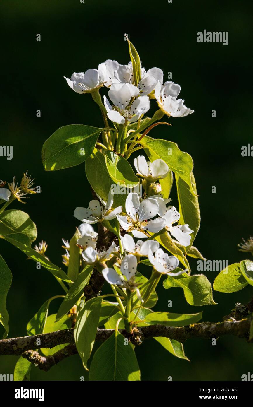 Apple Blossom Stockfoto