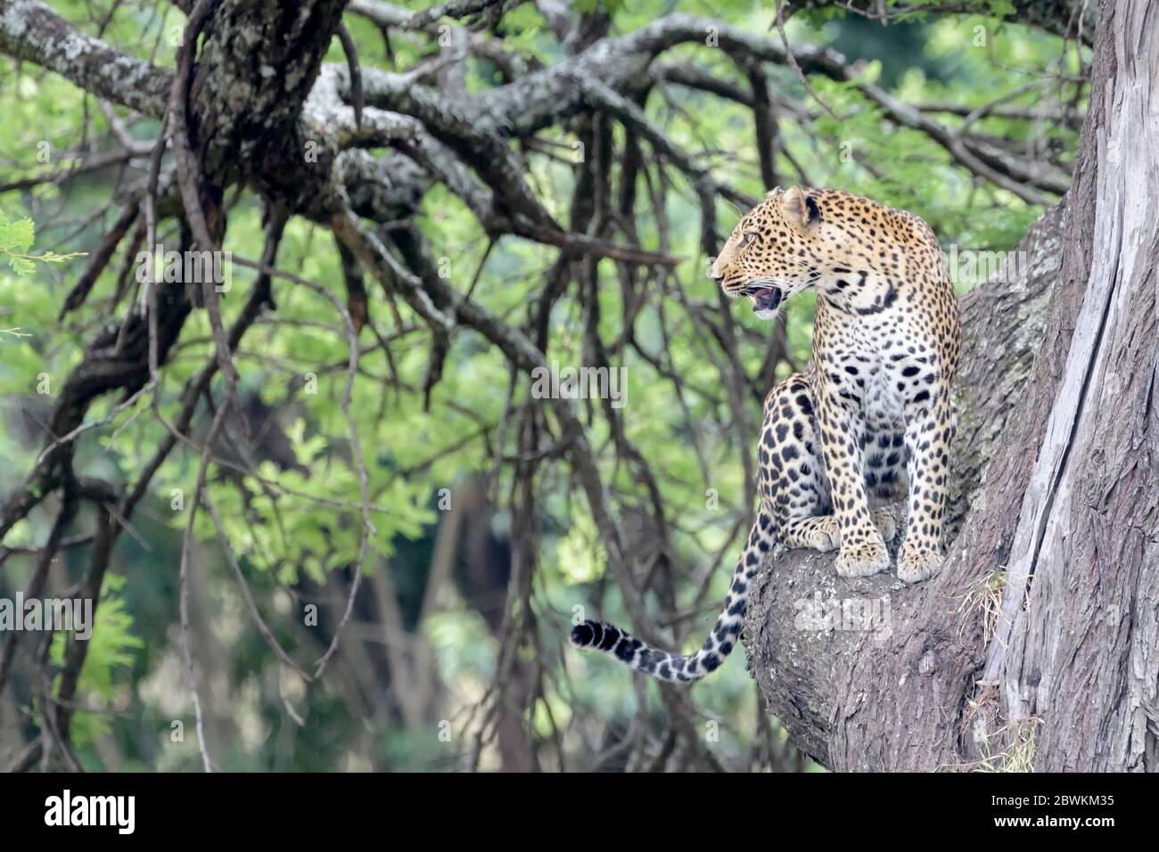 Leopard (Panthera pardus) sitzt im Baum, schaut zur Seite, Serengeti Nationalpark, Tansania Stockfoto