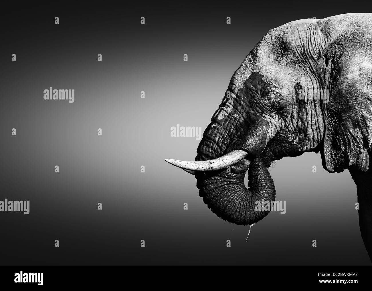 Elefantenbulle, Loxodonta africana, Nahaufnahme-Porträt Trinkwasser mit seinem Rüssel im Mund tropfendes Wasser in schwarz-weiß. Schöne Kunst Stockfoto