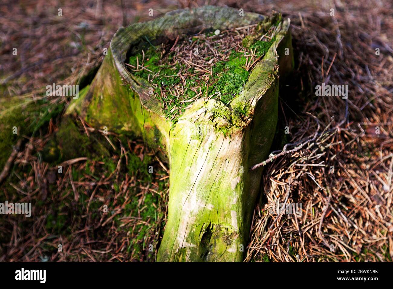 Baumstumpf, auf dem es anfing, grünes Moos zu wachsen Stockfoto