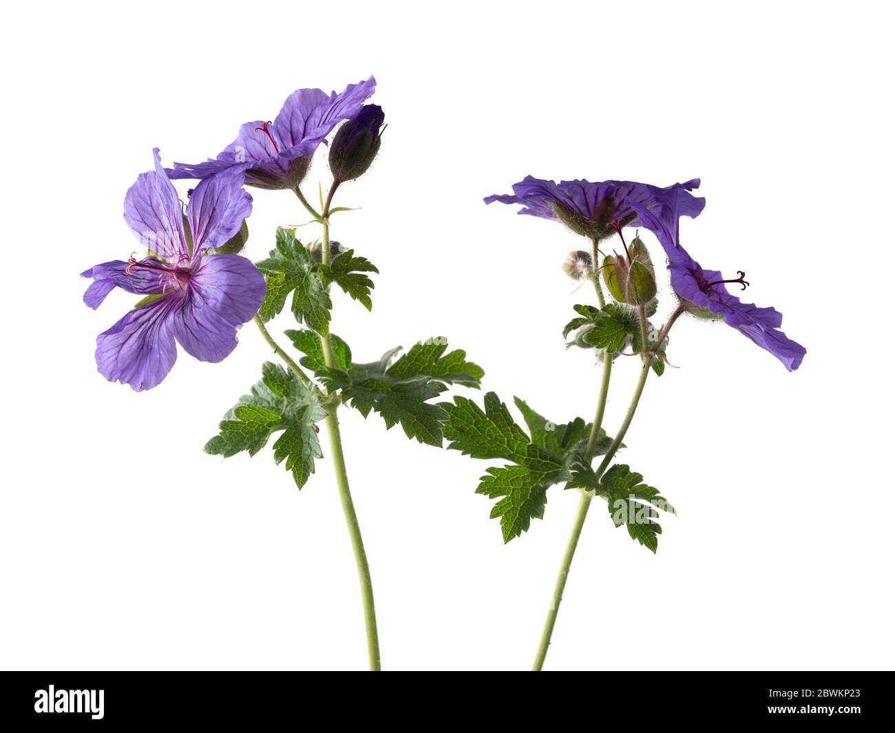 Spätfrühlingsblüten der winterharten Staude Geranium x magnificum auf weißem Hintergrund Stockfoto