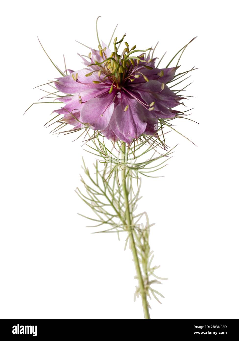 Einzelne rosa Blüte der winterharten jährlichen Liebe im Nebel, Nigella damascena, auf weißem Hintergrund Stockfoto