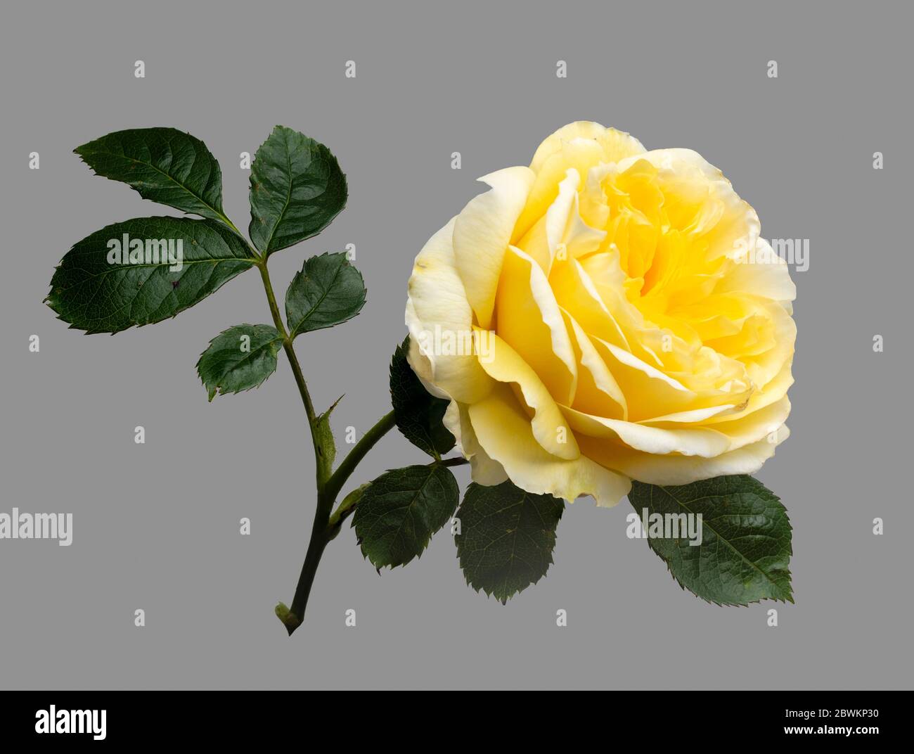 Einzelne Blume und Blätter der englischen Rose von David Austin, Rosa ;Graham Thomas' auf grauem Hintergrund Stockfoto
