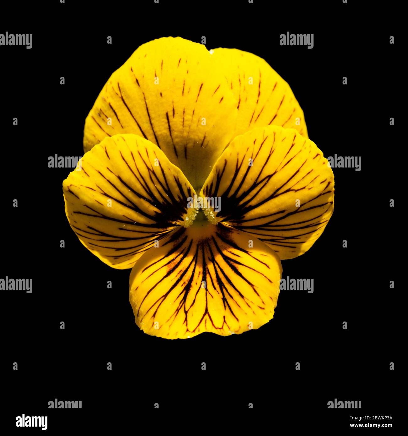Nahaufnahme einer einzigen Blume der schwarz geäderten gelben Staude, Viola 'Tiger Eyes' auf schwarzem Hintergrund Stockfoto