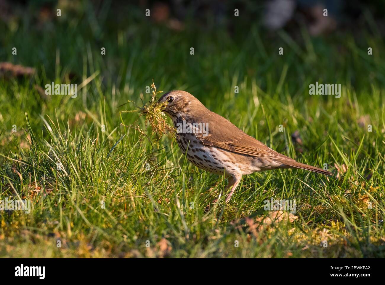 Singdrossel - Turdus philomelos, unauffälliger Singvogel aus europäischen Wäldern und Wäldern, Zlin, Tschechische Republik. Stockfoto
