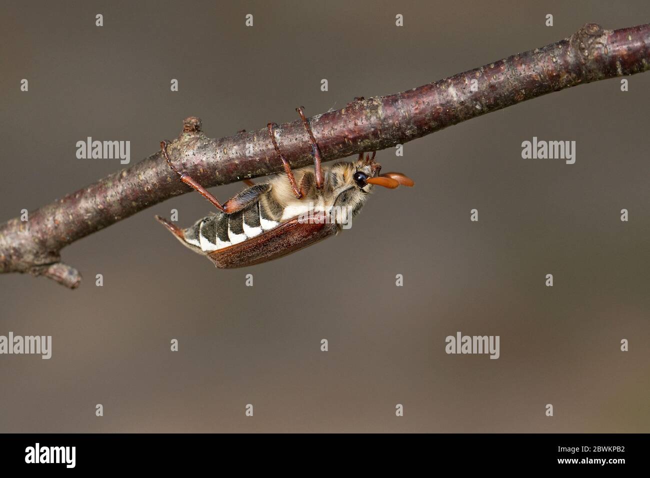Gemeinsame Maikäfer (Melolontha melolontha) Stockfoto