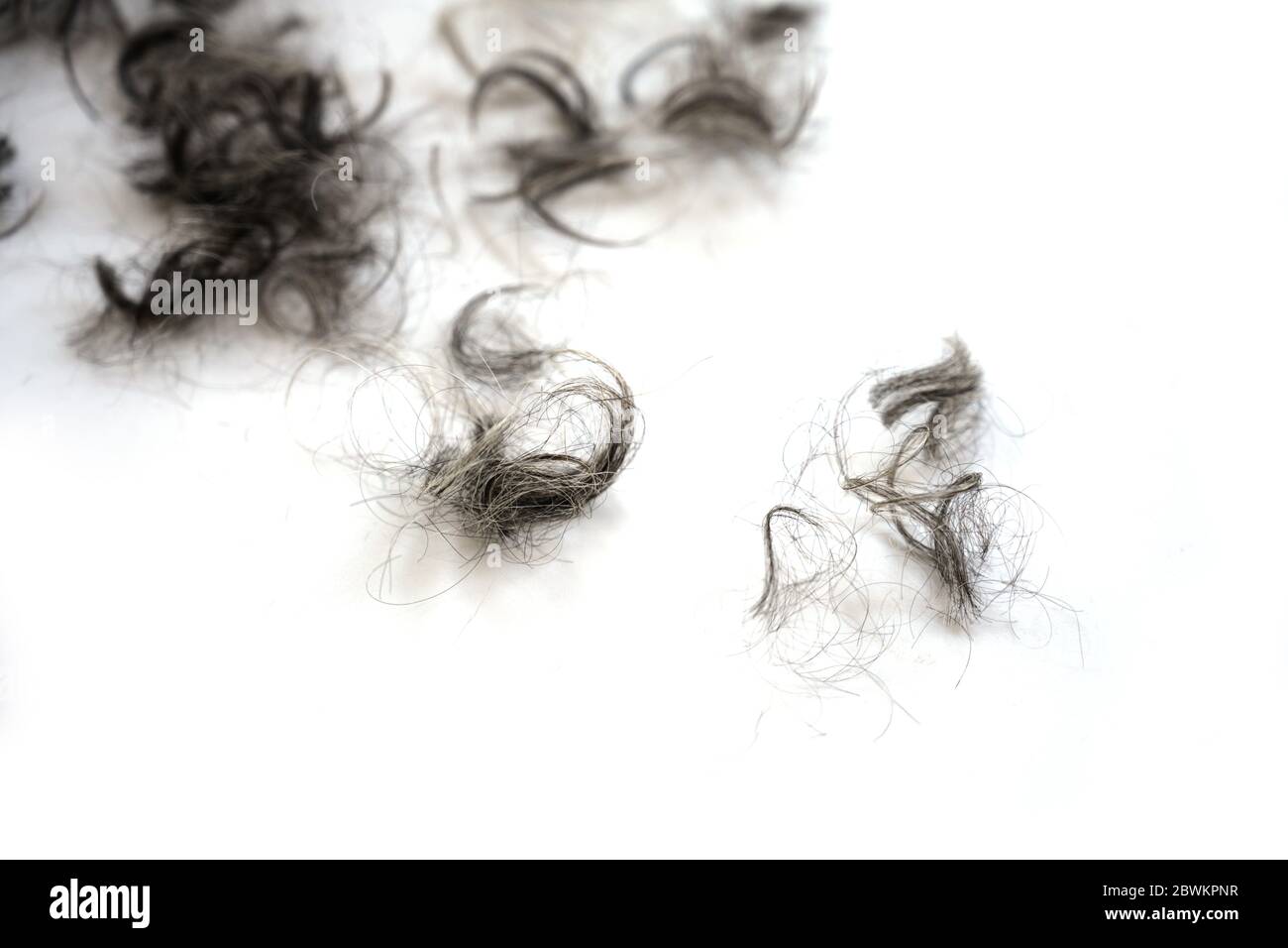 Büschel schwarzer und grauer Locken nach dem Haarschnitt auf weißem Hintergrund, Kopierraum, ausgewählter Fokus, sehr schmale Schärfentiefe Stockfoto