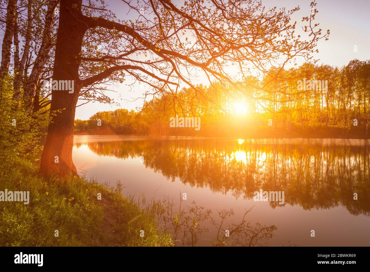 Sonnenaufgang oder Sonnenuntergang auf einem Teich mit jungen grünen