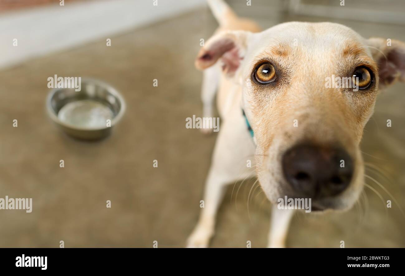 Ein Hungry Dog wartet in Erwartung, dass jemand seine Schüssel mit Nahrung füllt Stockfoto