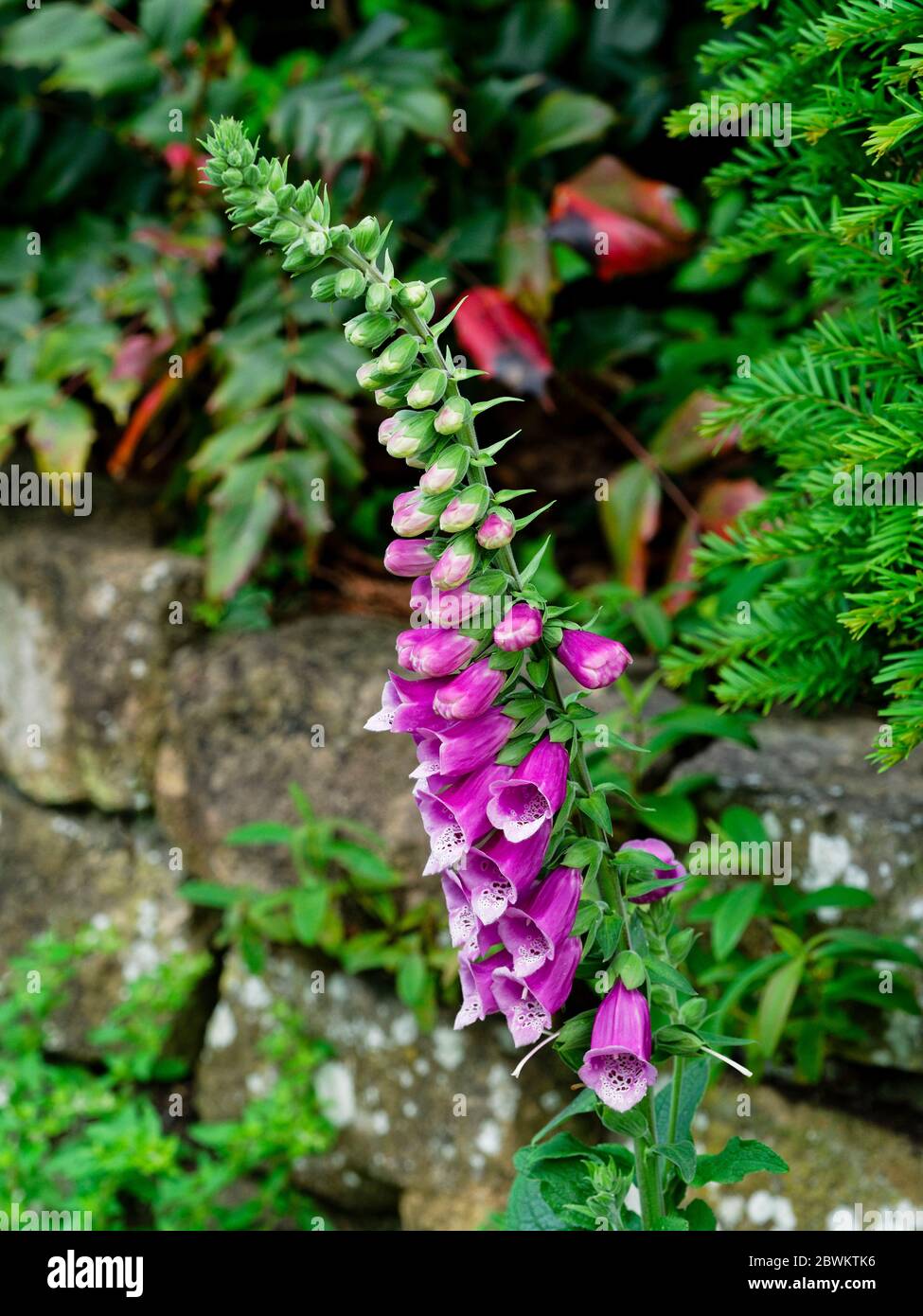 Blühender Fuchshandschuh (Digitalis purpurea) im Garten Stockfoto