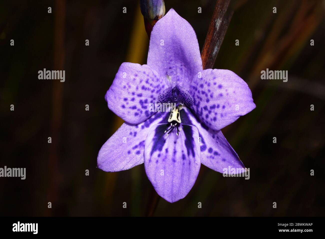 Australische Wildblume: Blume der seltenen Babe-in-a-Cradle Orchidee, Epiblema grandiflorum, eine endemische Orchideenart, die im Südwesten Australiens wächst Stockfoto