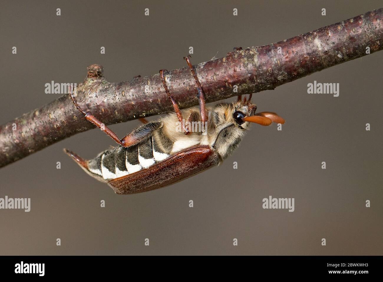 Gemeinsame Maikäfer (Melolontha melolontha) Stockfoto