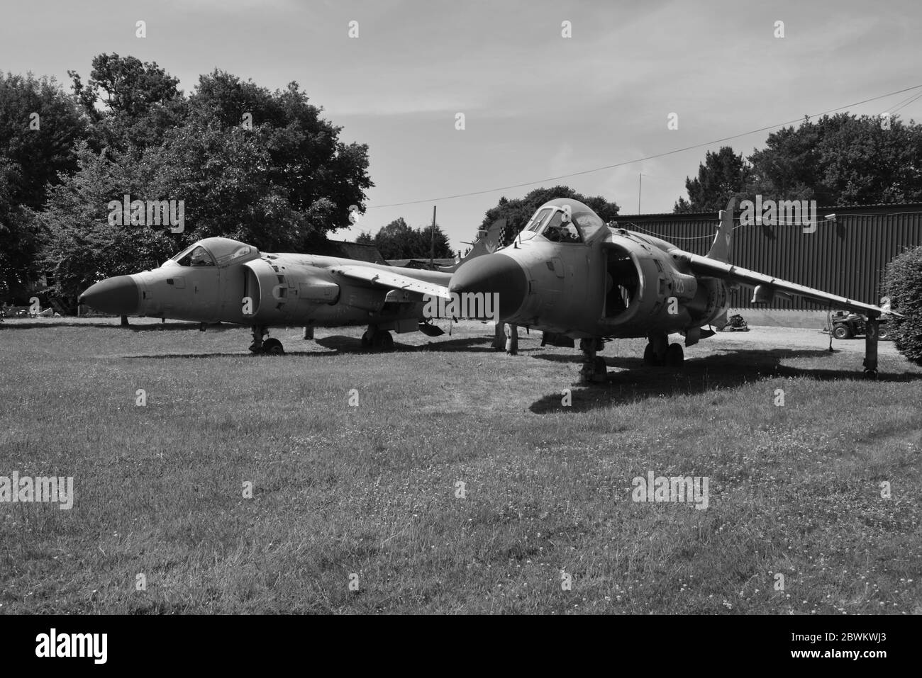 Schrottsee-Harriers in Charlwood, Surrey. Stockfoto