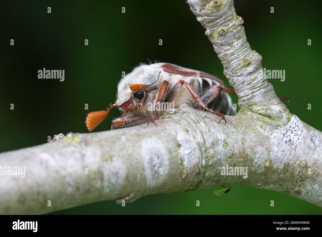 Gemeinsame Maikäfer (Melolontha melolontha) Stockfoto
