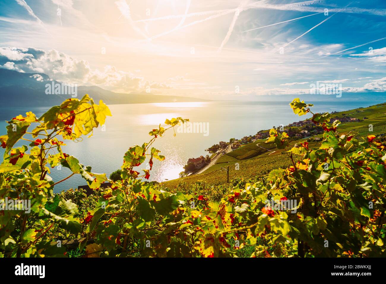 Lavaux, Schweiz: Die Reben reifen in den Sonnenstrahlen, die über dem Genfer See, den Weingärten von Lavaux, Kanton Waadt untergehen Stockfoto